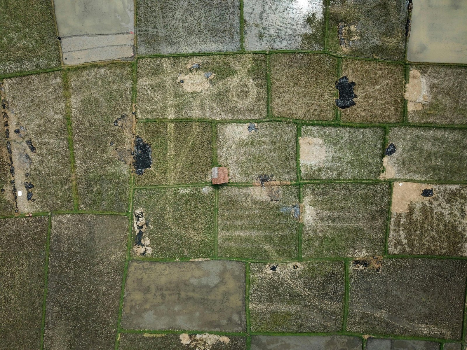 Aerial perspective of green and brown patchwork rice fields with a small house.